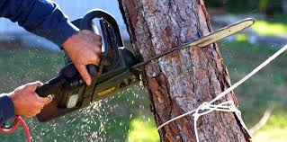 Best Tree Preservation Services  in Hollidaysburg, PA