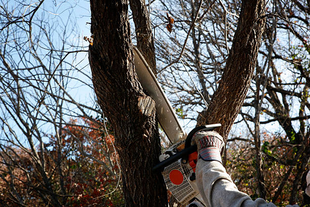 Best Hedge Trimming  in Hollidaysburg, PA