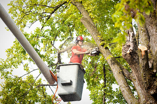 How Our Tree Care Process Works  in  Hollidaysburg, PA